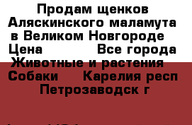 Продам щенков Аляскинского маламута в Великом Новгороде › Цена ­ 5 000 - Все города Животные и растения » Собаки   . Карелия респ.,Петрозаводск г.